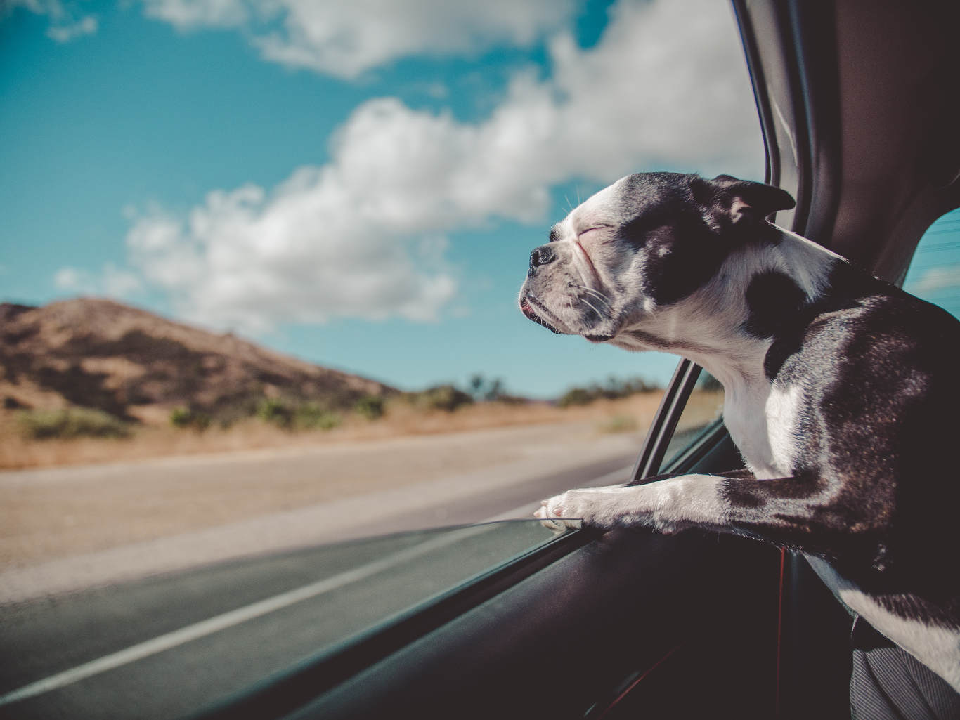 Hot car safety tips to keep your dog and family safe.
